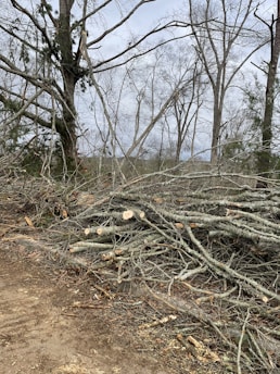 A large number of fallen tree branches are piled on the ground, surrounded by leafless trees. The scene suggests a forest area after tree cutting or storm damage.