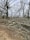A large number of fallen tree branches are piled on the ground, surrounded by leafless trees. The scene suggests a forest area after tree cutting or storm damage.