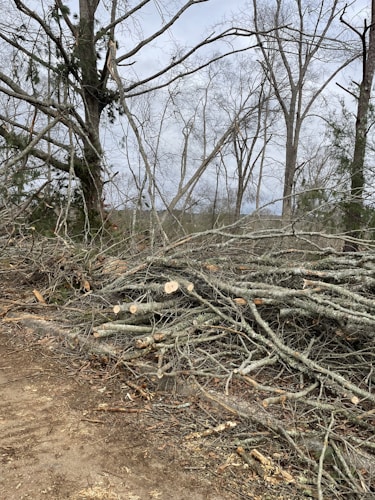 A large number of fallen tree branches are piled on the ground, surrounded by leafless trees. The scene suggests a forest area after tree cutting or storm damage.