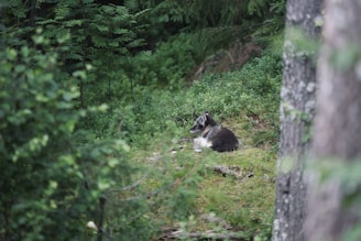 A wild animal, possibly a wolf or similar species, is resting on a patch of grass surrounded by dense green foliage and trees. The scene conveys a serene woodland environment.