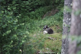 A wild animal, possibly a wolf or similar species, is resting on a patch of grass surrounded by dense green foliage and trees. The scene conveys a serene woodland environment.