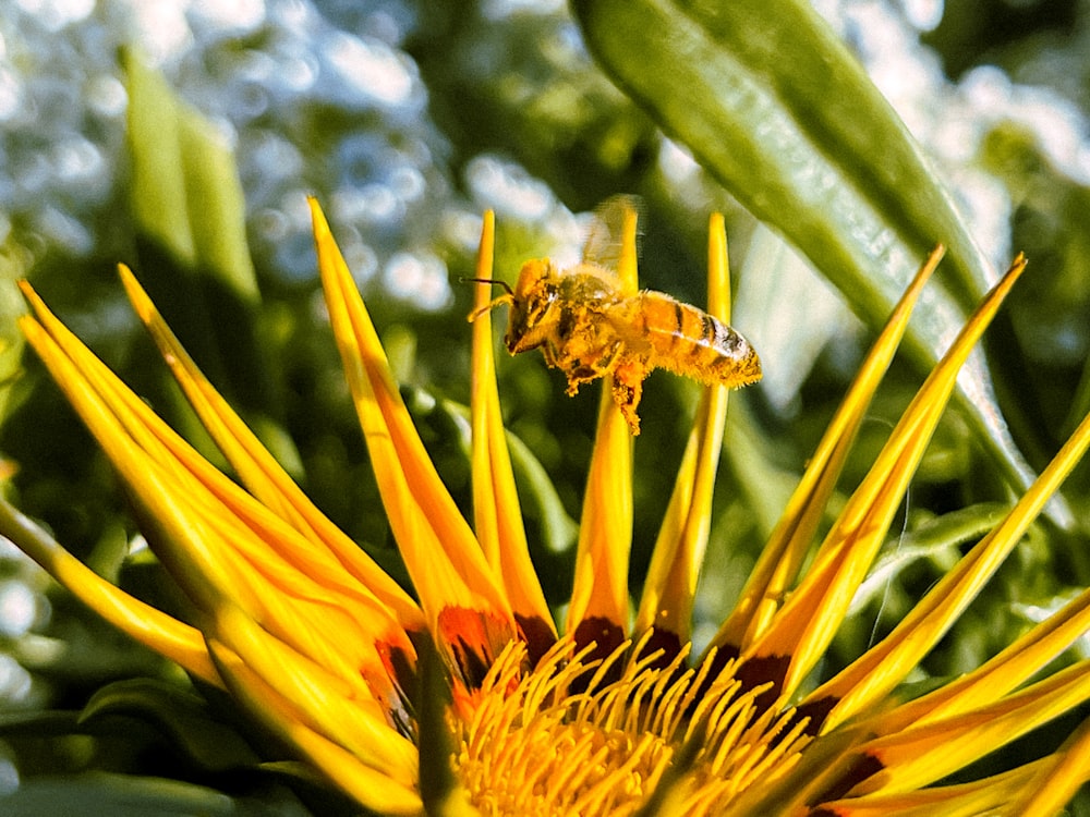 a bee on a yellow flower with a blue sky in the background