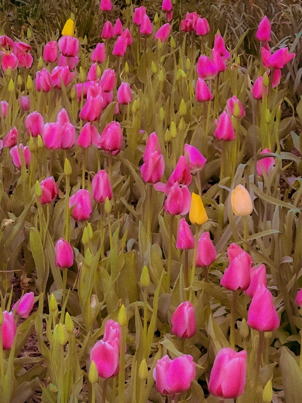 a field of pink tulips with yellow flowers