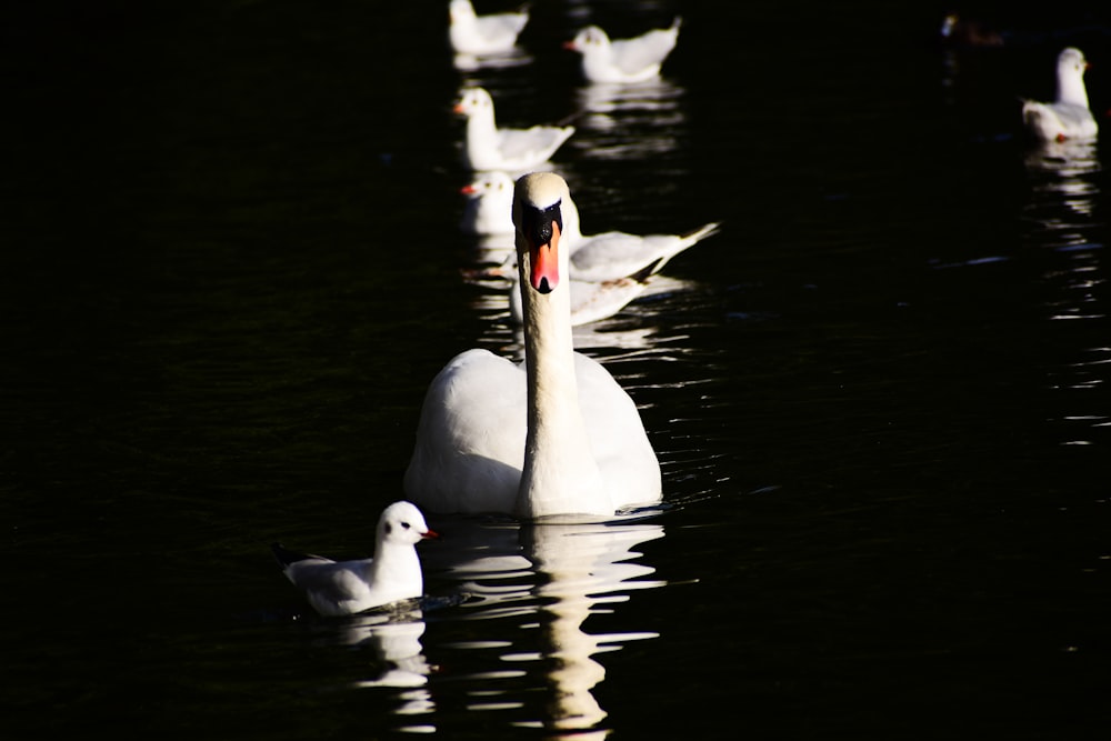 a group of white ducks floating on top of a lake