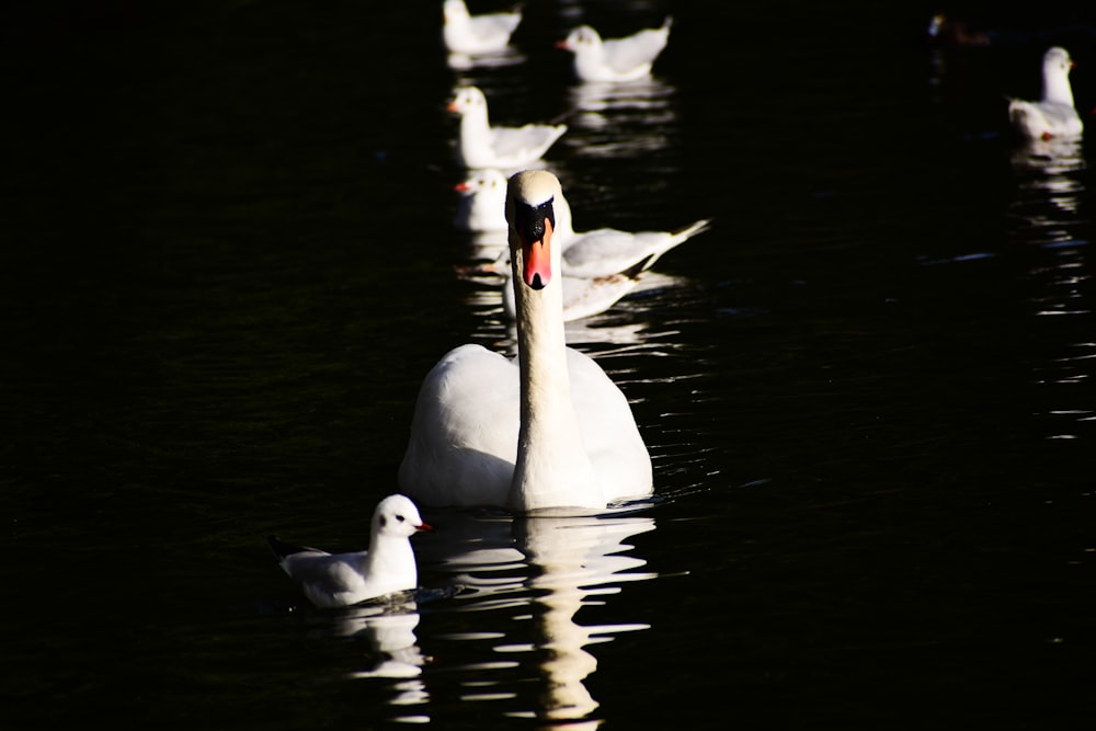 Un groupe de canards blancs flottant au-dessus d’un lac