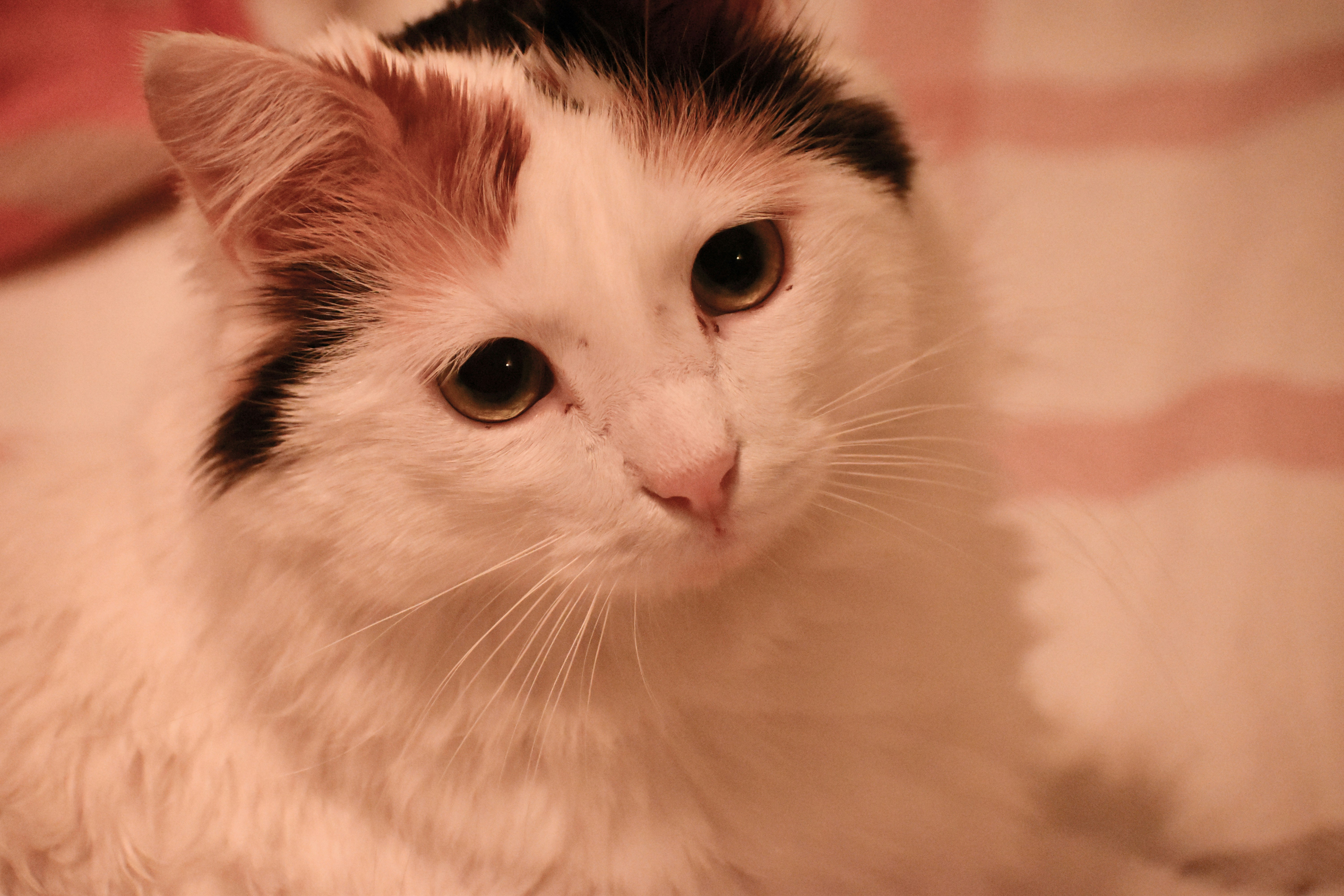 Turkish Van (image credits: unsplash)