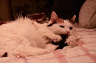 Charlie mid-pounce on a toy mouse, fur fluffed and focused.