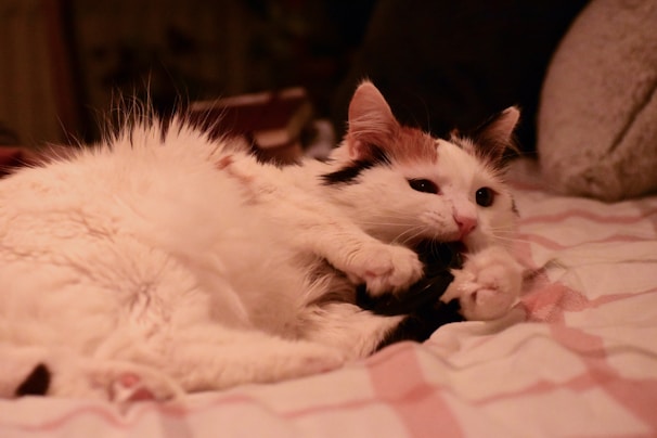 The albino rabbit caught mid-chew on a colorful toy, with the curious calico kitten watching nearby.