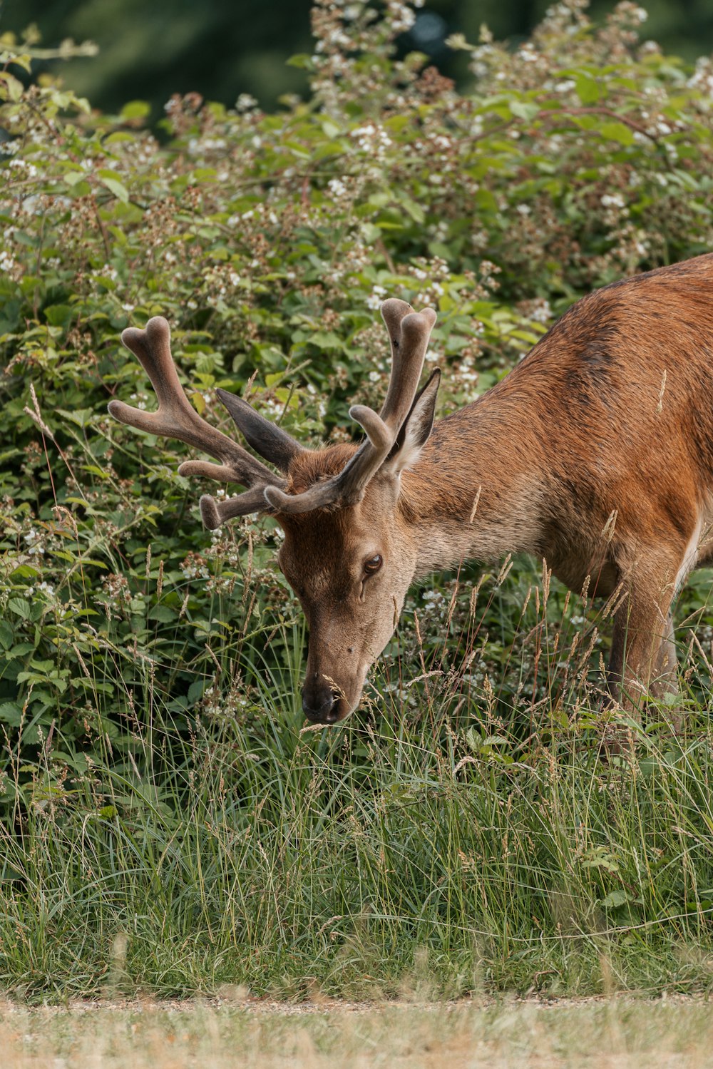 a deer standing in a field of tall grass