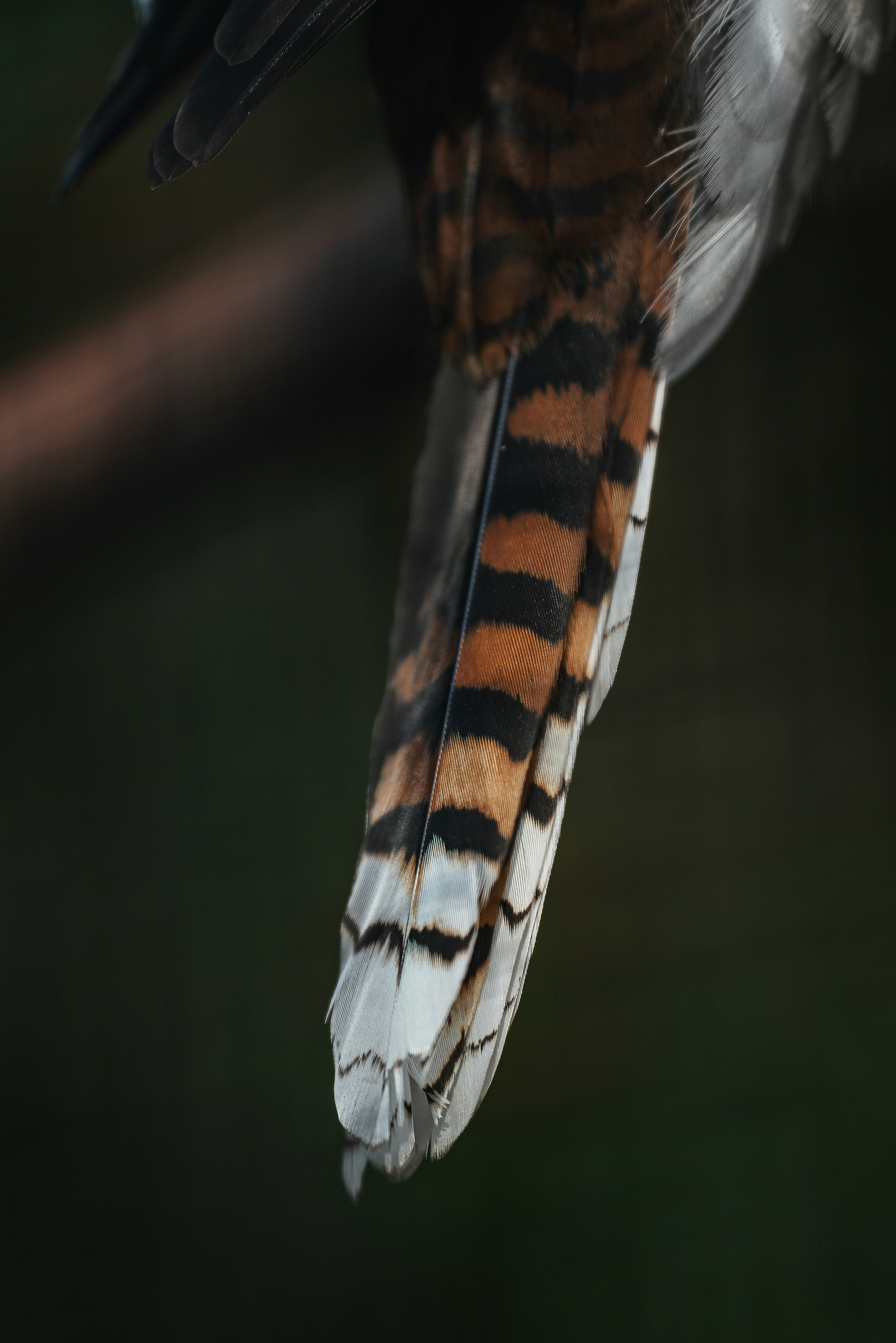 a close up of a bird's wing with a blurry background