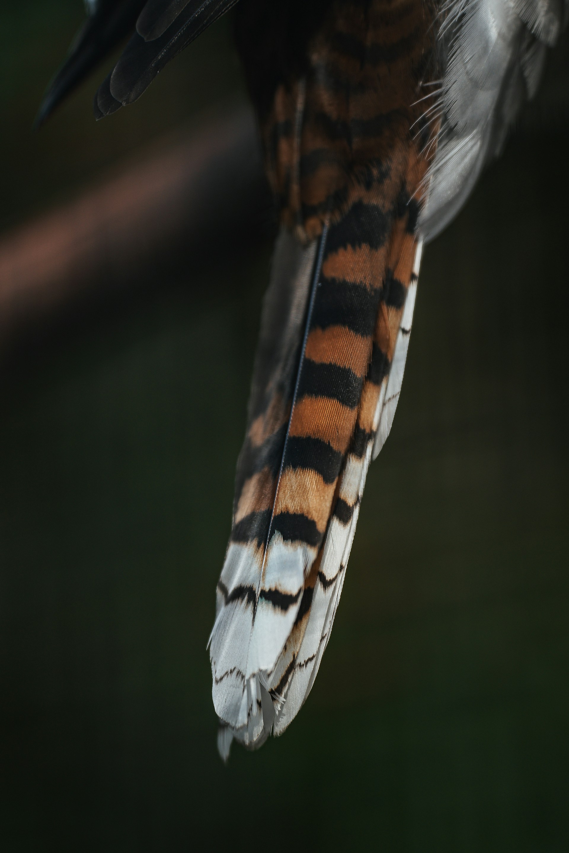 a close up of a bird's wing with a blurry background