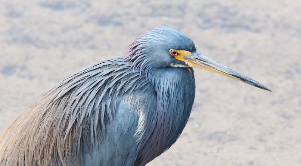 a bird with a long beak standing on a beach