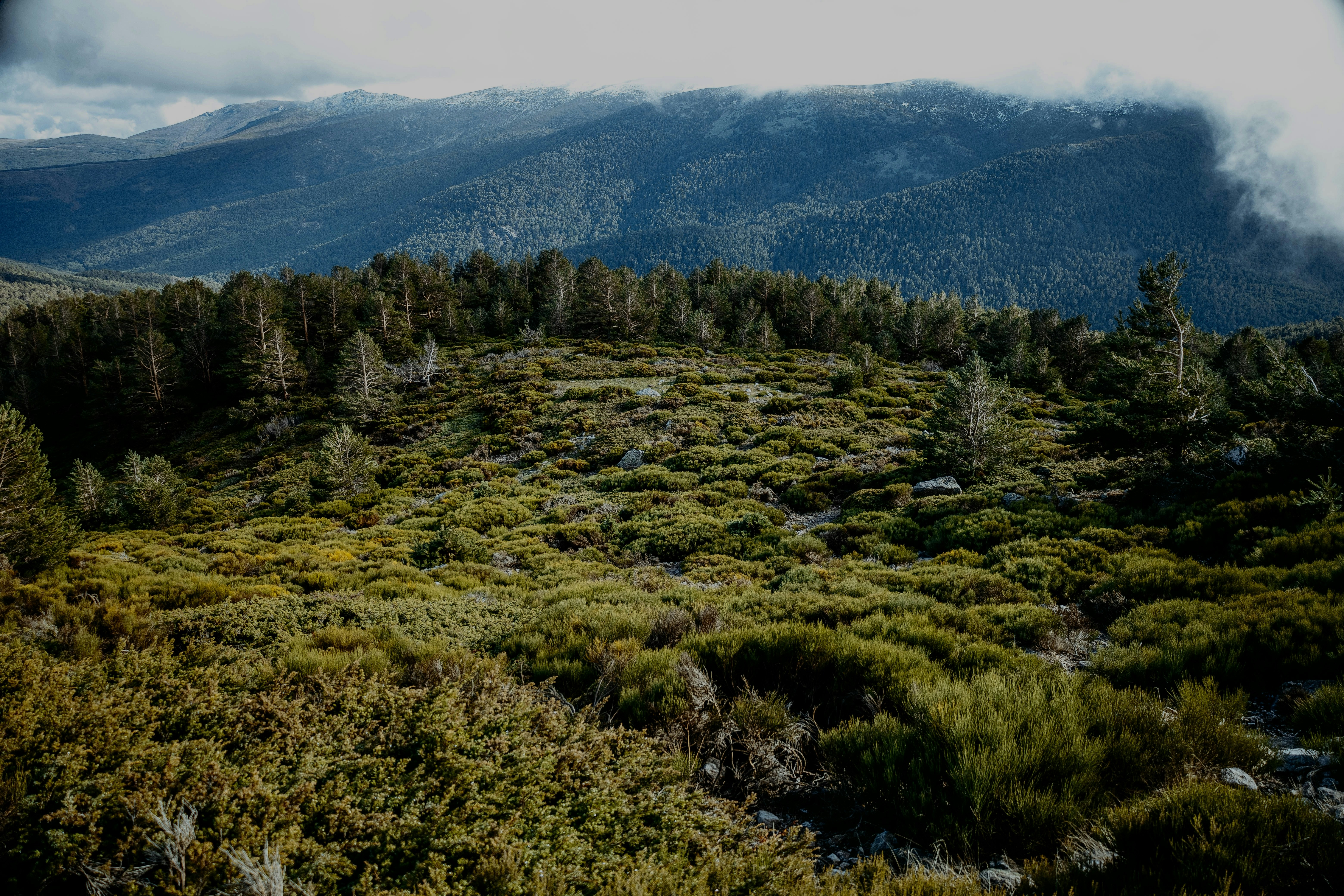 a lush green hillside covered in lots of trees