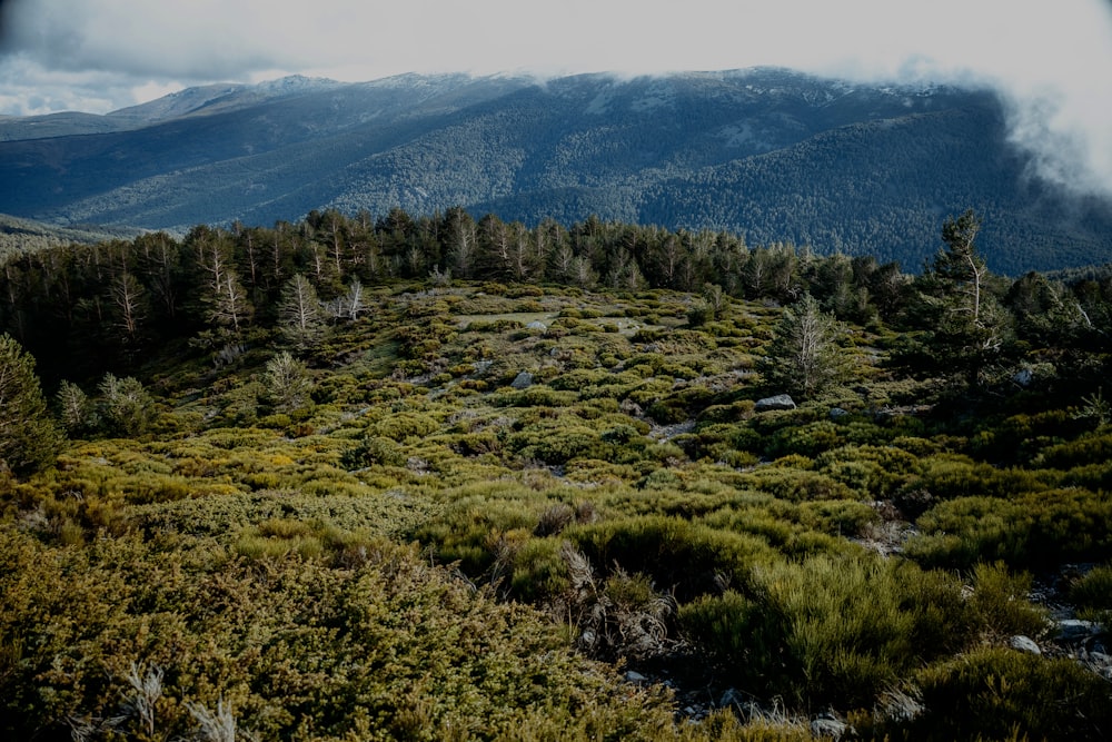 a lush green hillside covered in lots of trees