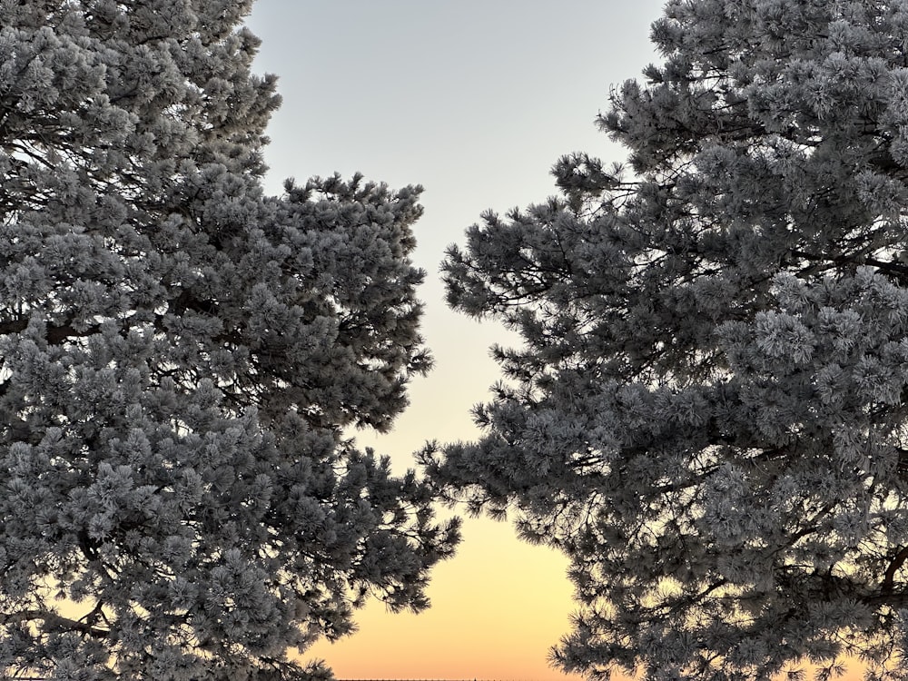 a couple of trees that are next to a body of water