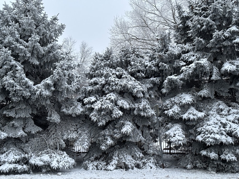 a black and white photo of snow covered trees