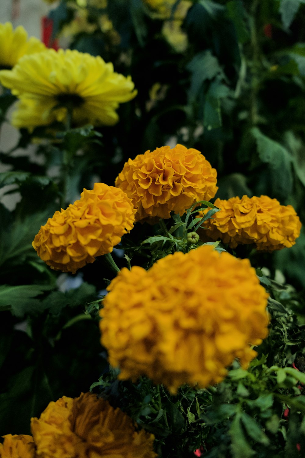 a bunch of yellow flowers in a garden