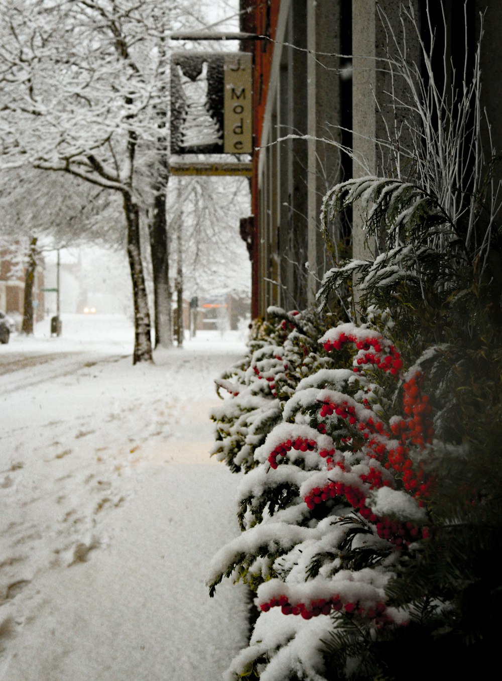 a row of bushes covered in snow next to a building