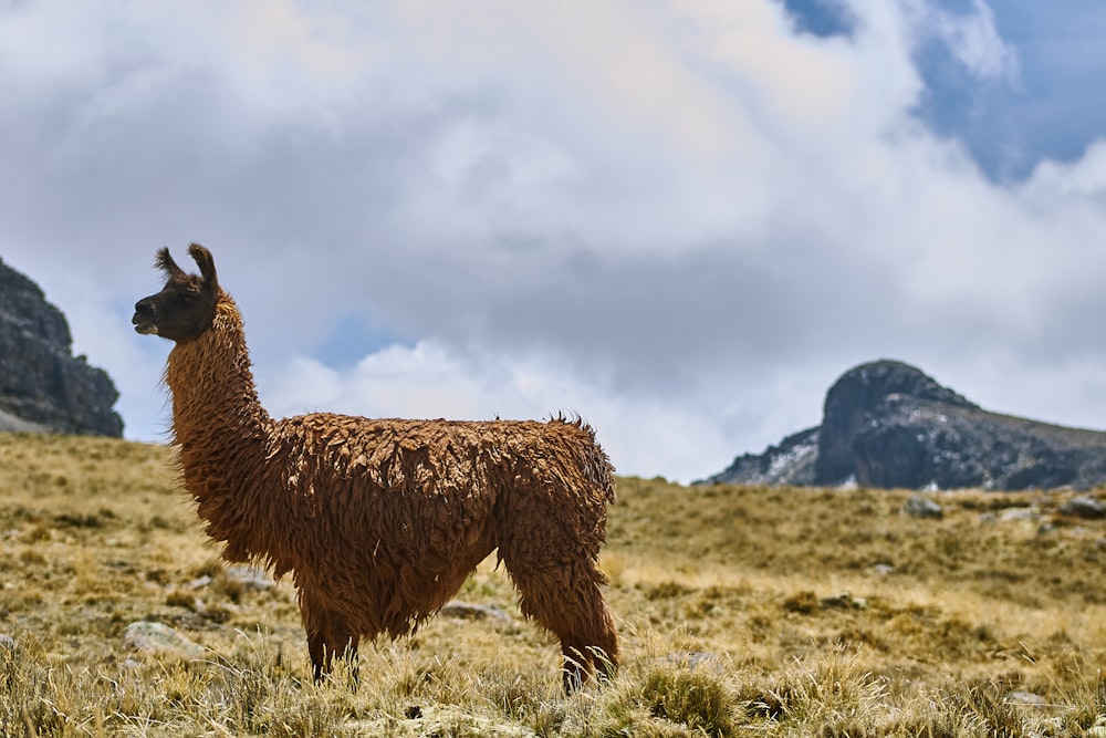 a llama standing in a field with mountains in the background