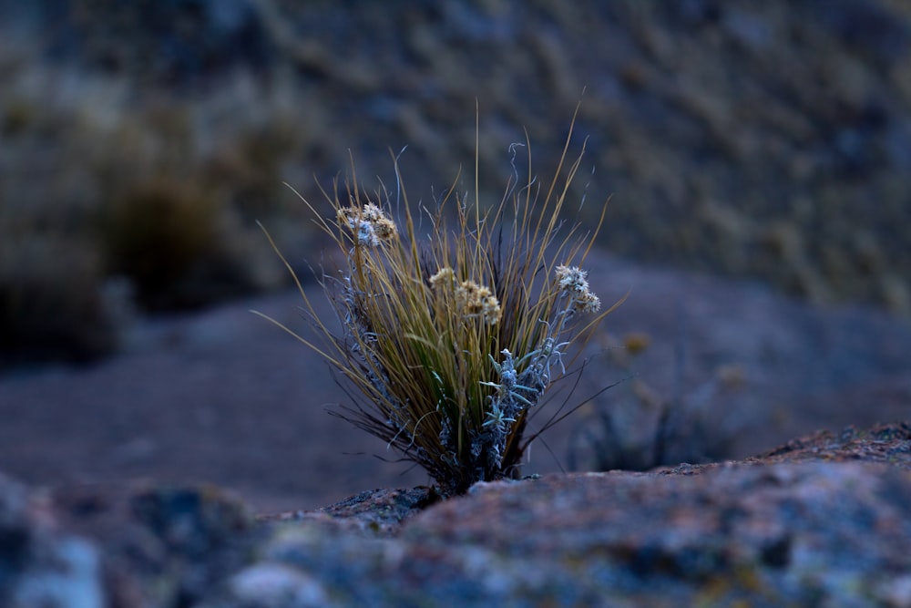 a close up of a small plant on a rock