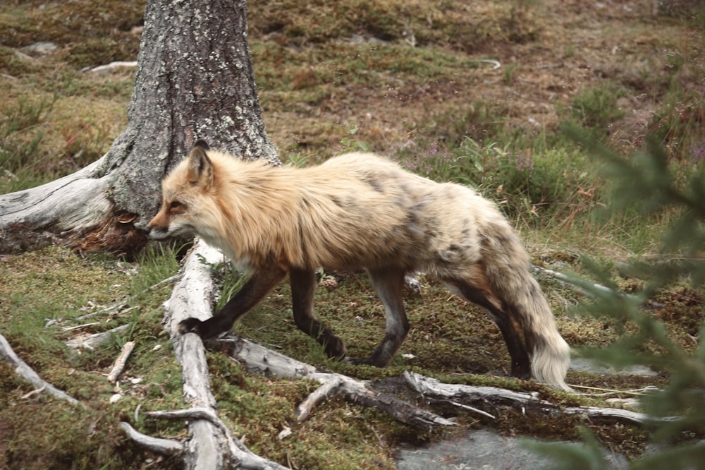 a red fox walking through a forest next to a tree