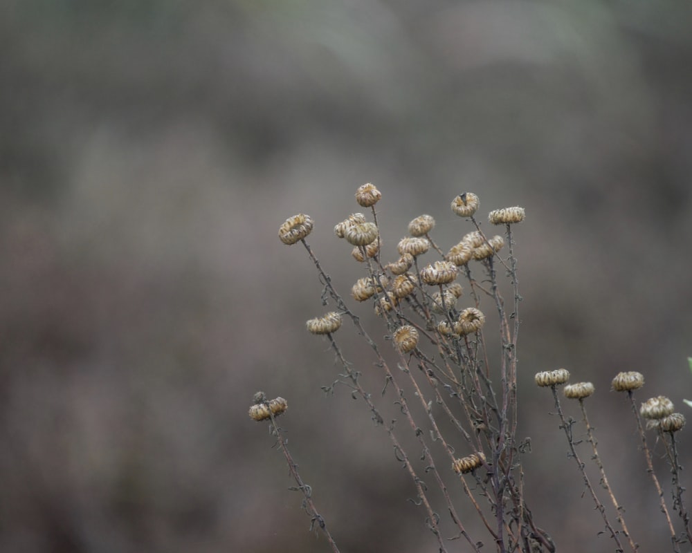 a close up of a plant with small white flowers