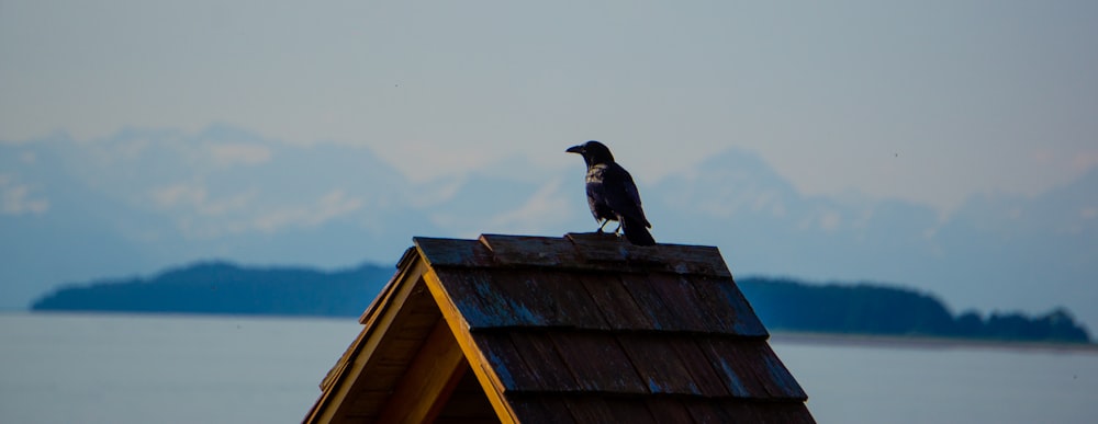 a black bird sitting on top of a roof