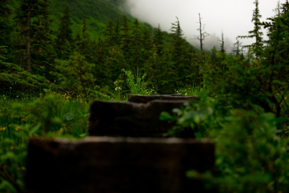 a forest filled with lots of green trees