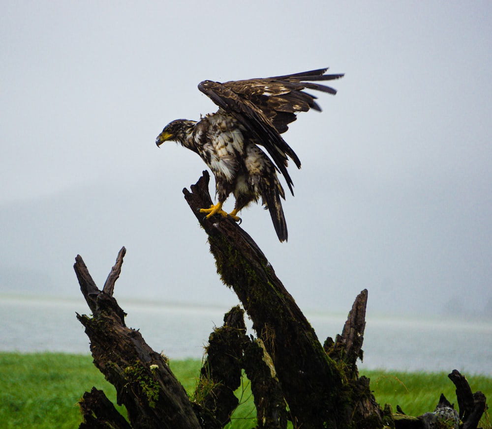 a bird that is sitting on a tree branch