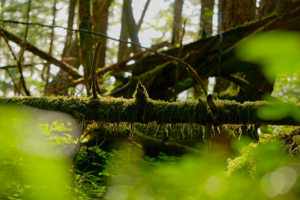 a mossy tree branch in the middle of a forest