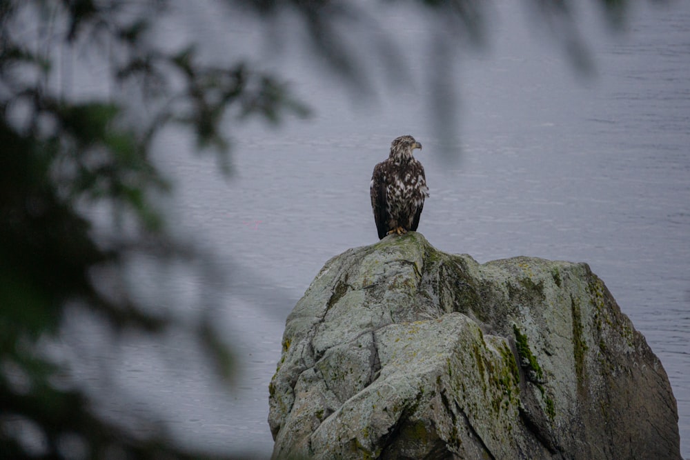 a bird sitting on top of a rock next to a body of water