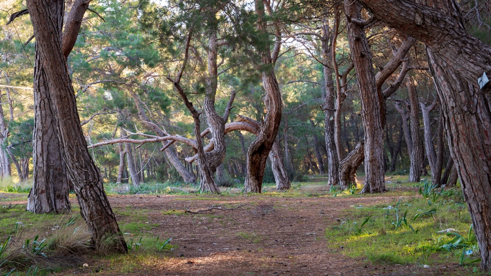 a dirt path through a forest filled with lots of trees