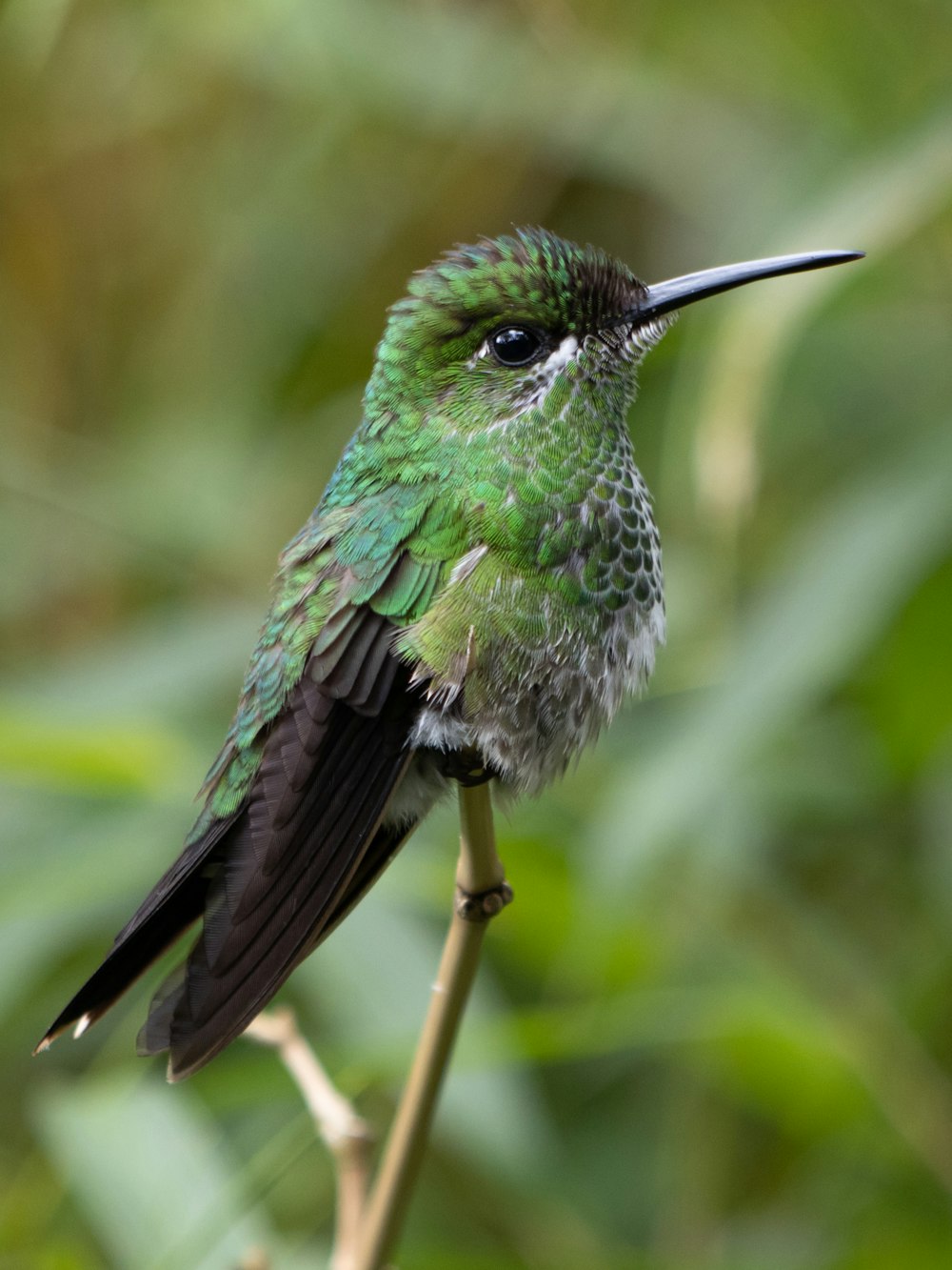 a green and black bird sitting on a branch