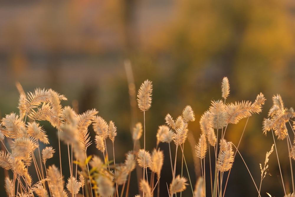 a close up of a bunch of plants with a blurry background