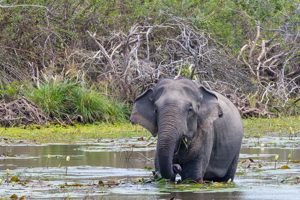 an elephant is walking through a swampy area