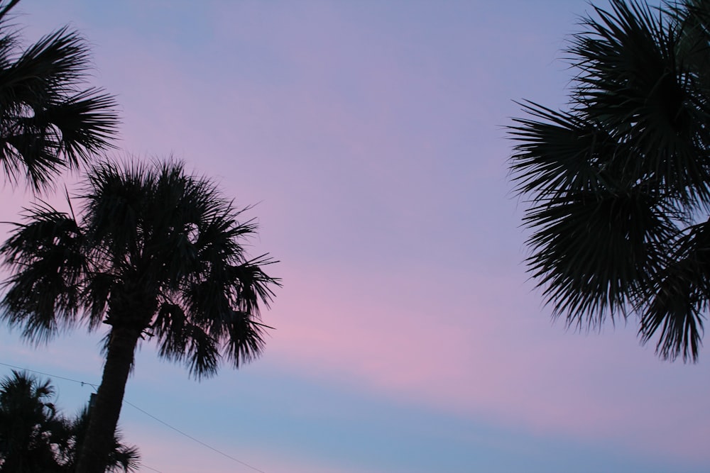 palm trees against a pink and blue sky