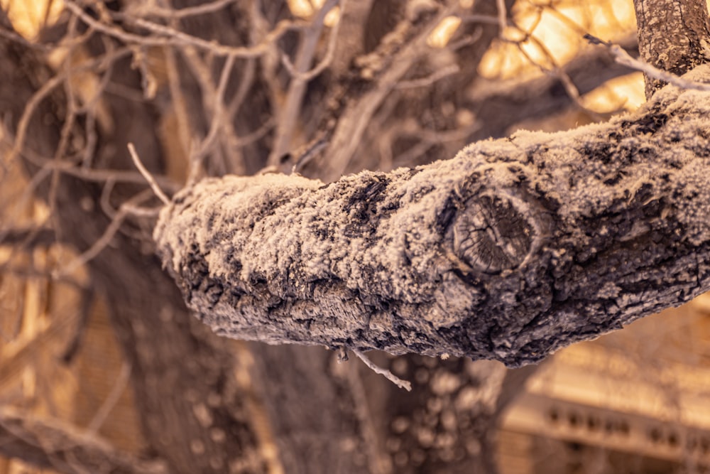a close up of a tree branch with dirt on it