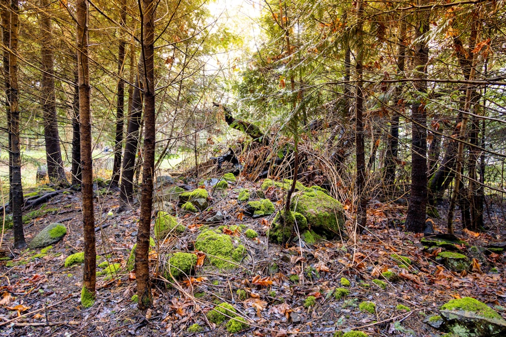 a moss covered rock in the middle of a forest