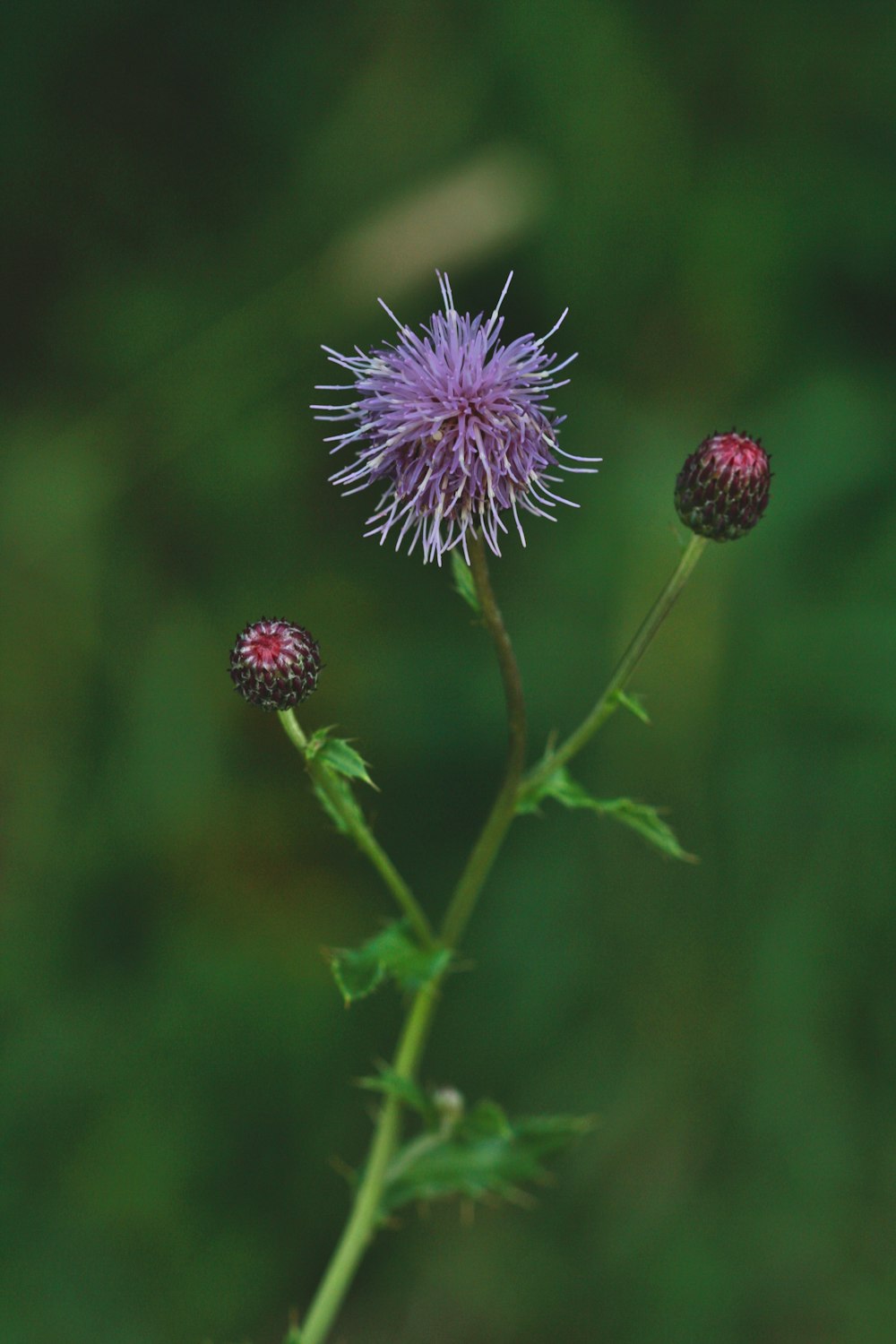 a close up of a flower with a blurry background