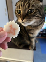 Close-up of a cat eagerly eating a Nutripets dehydrated chicken treat on a rustic wooden table.