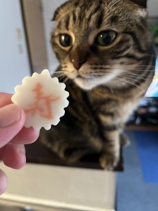 A close-up of a tabby cat sitting on a surface, looking intently at a circular white cracker with a red symbol held by a person. The cat appears curious, and the setting seems to be indoors.