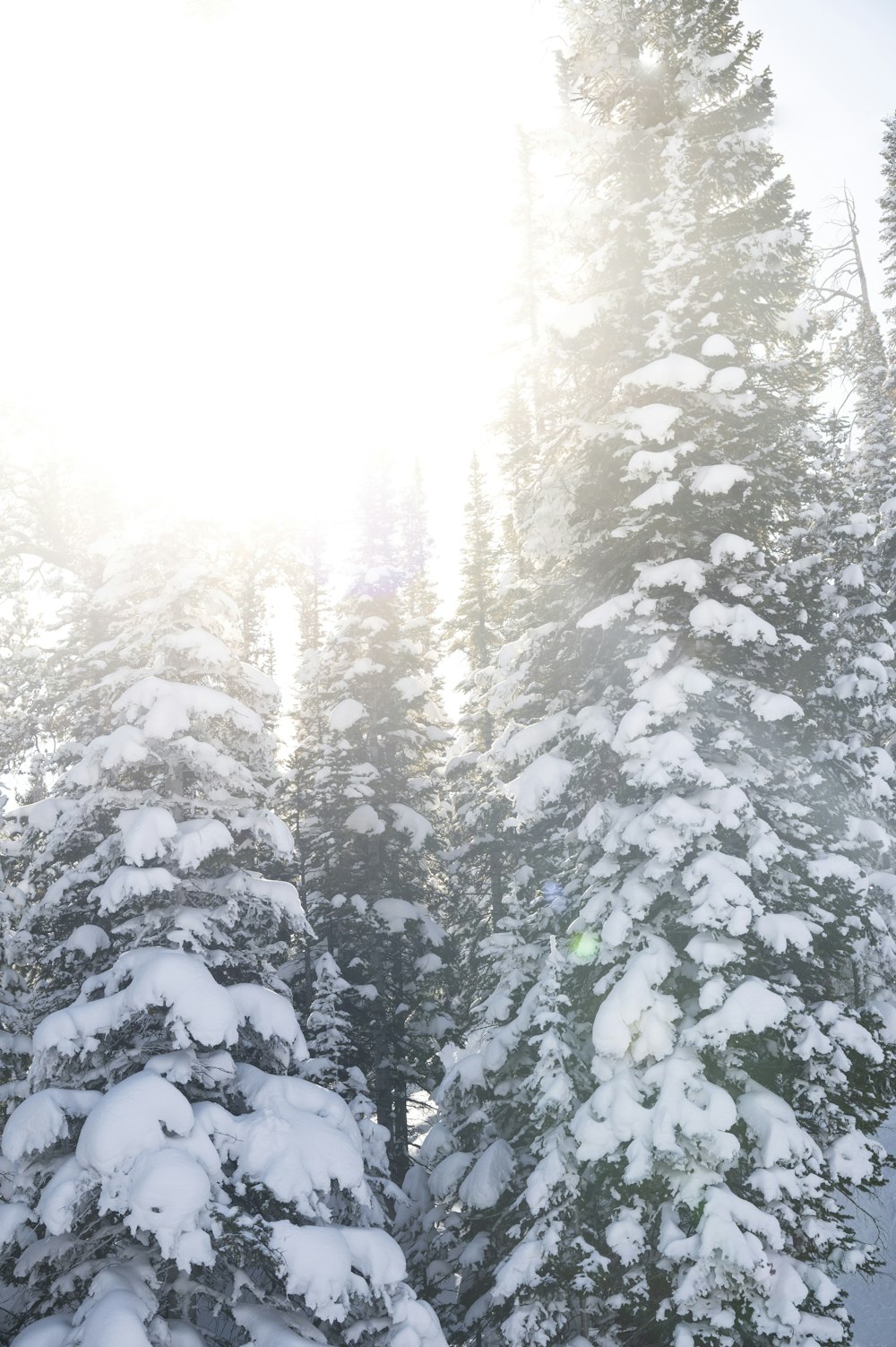 a person riding skis on a snowy surface