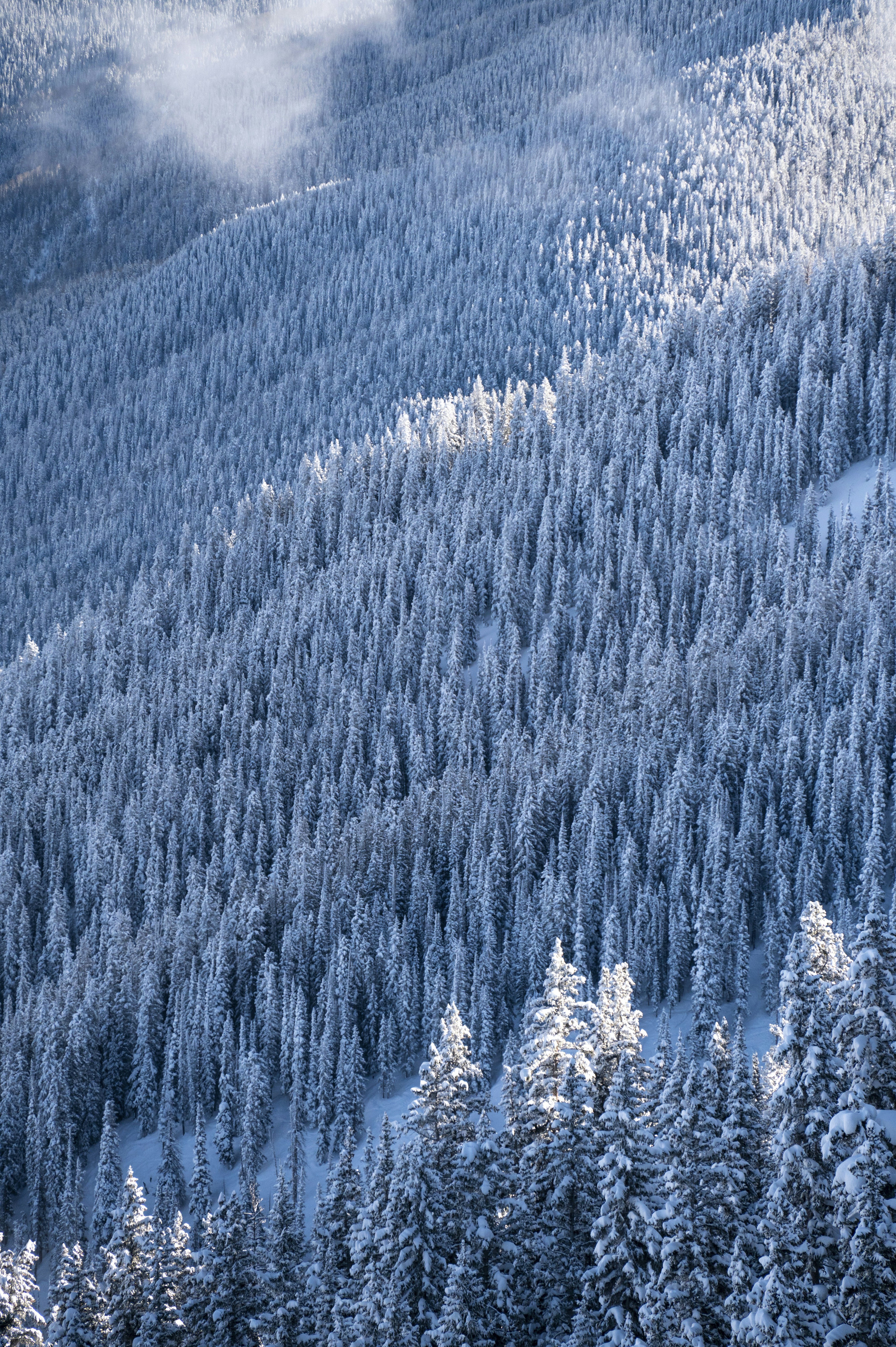 a mountain covered in snow with trees covered in snow