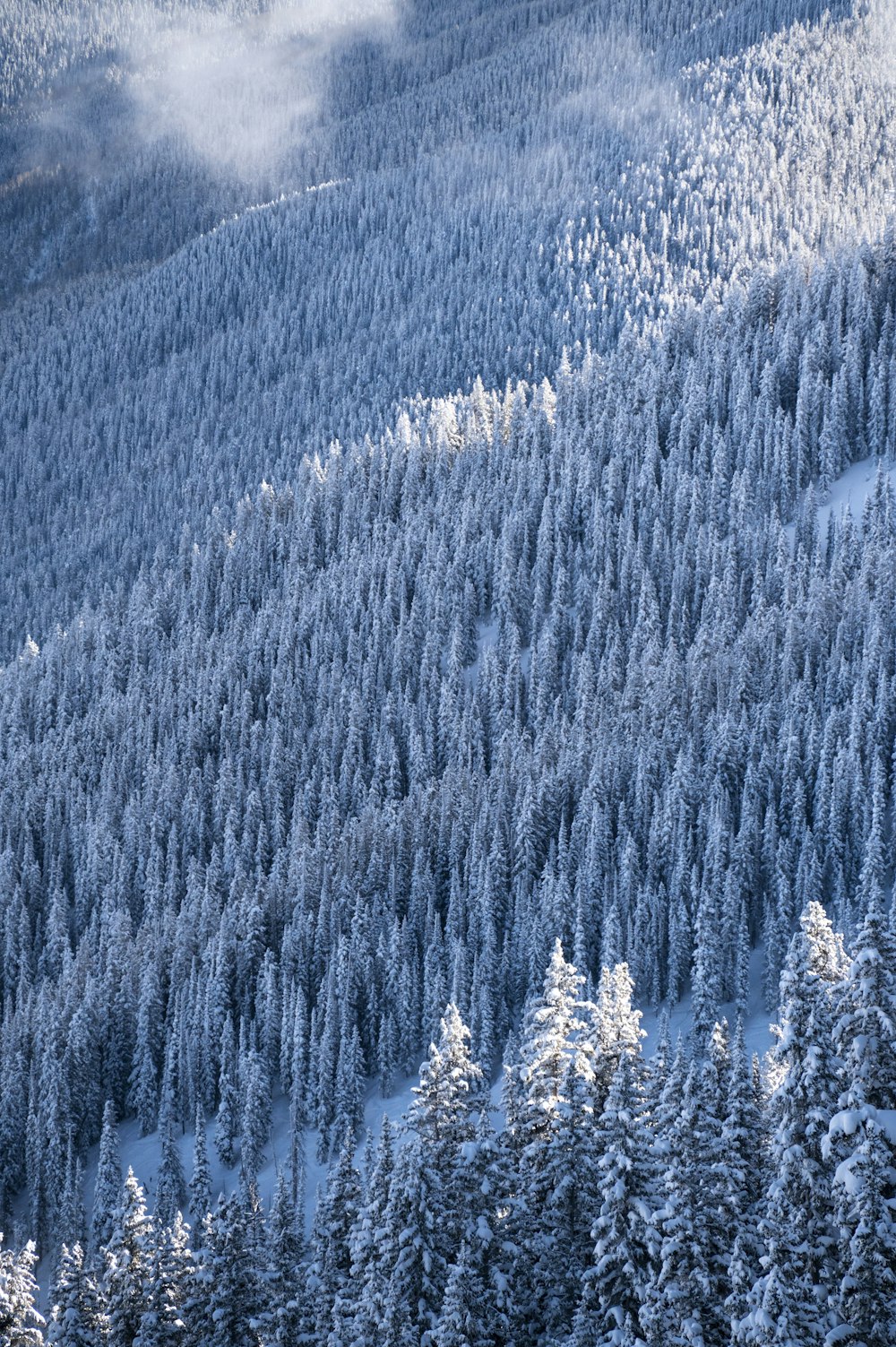 a mountain covered in snow with trees covered in snow