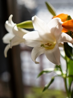 A soft white lily resting gently on a rustic wooden table, bathed in natural light.