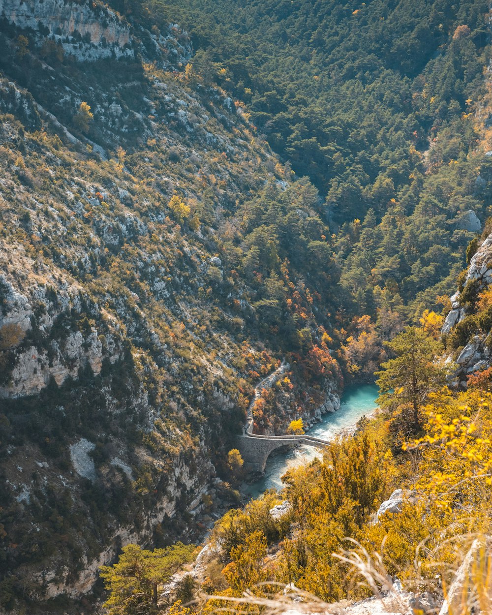 a river flowing through a lush green forest