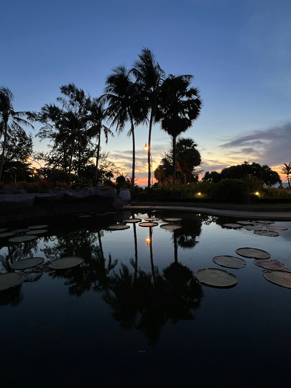 a pond surrounded by palm trees and water lillies