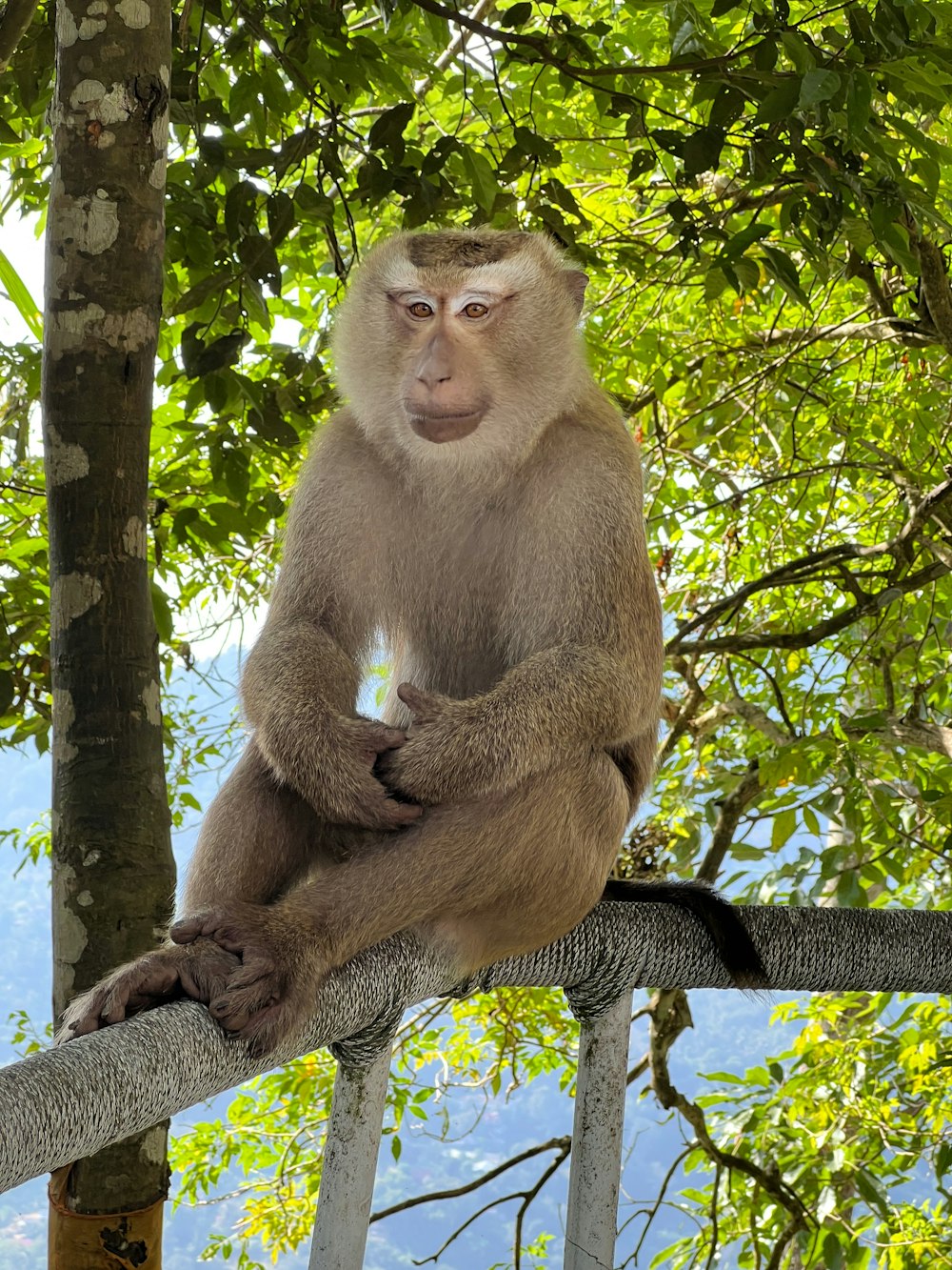 una scimmia seduta sulla cima di un ramo di un albero