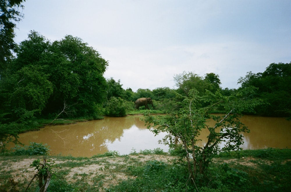 a body of water surrounded by trees and grass