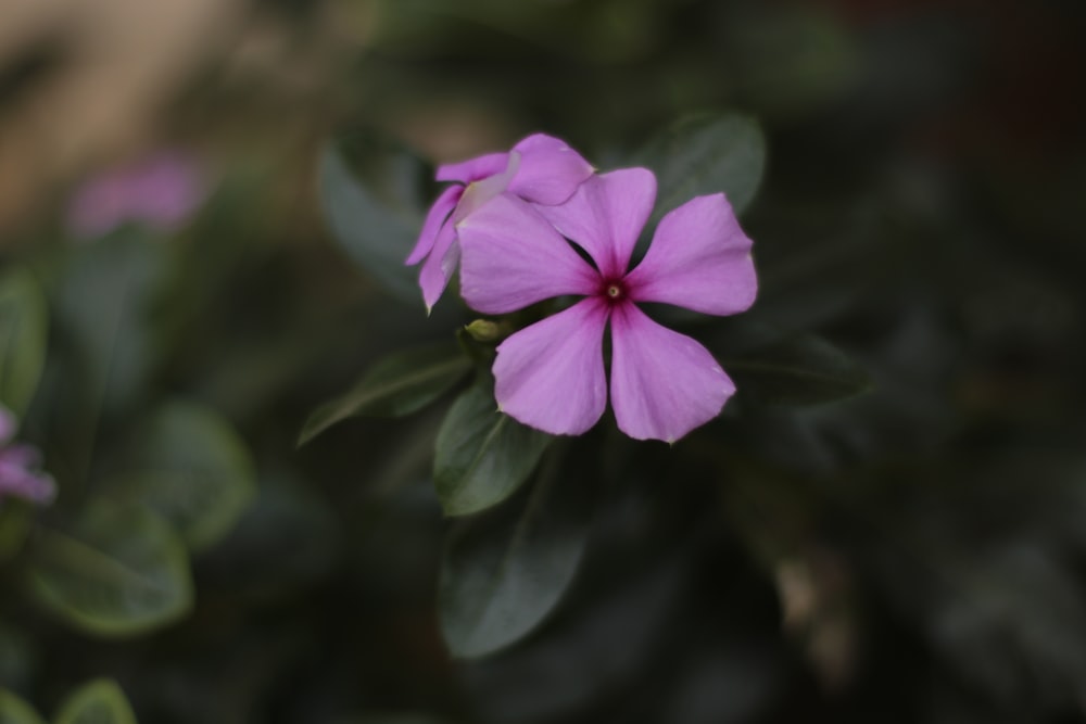 a purple flower with green leaves in the background